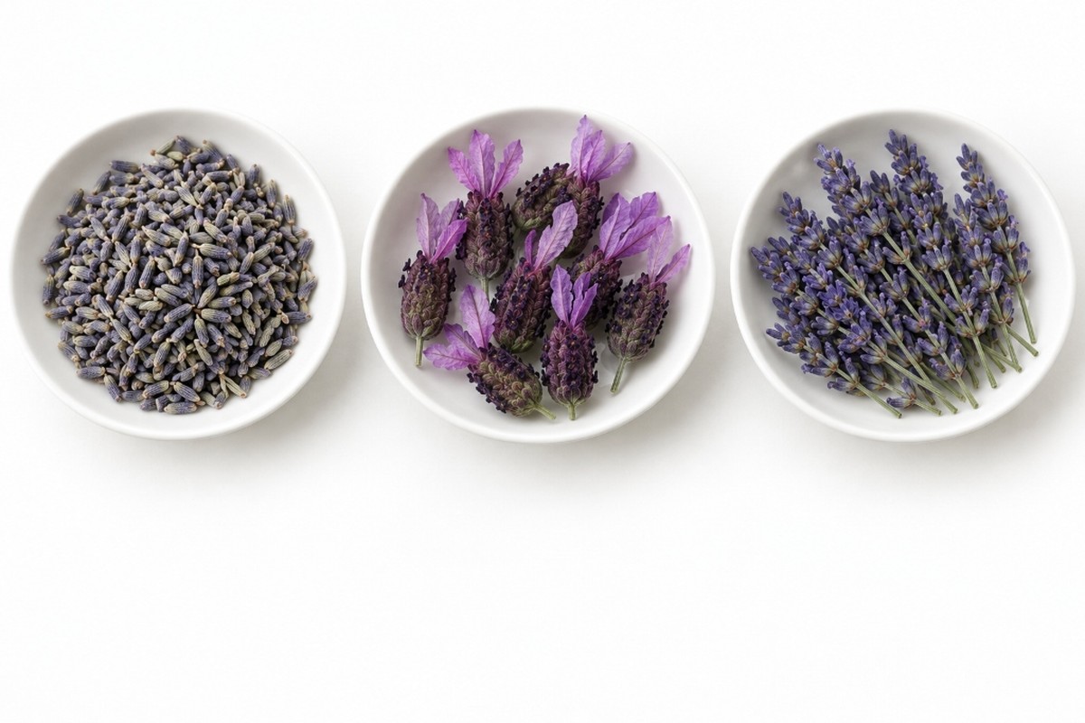 Culinary English lavender buds beside Spanish and spike lavender flowers